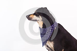 Image of dog in fun poses