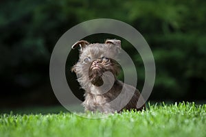 Image of dog grass background