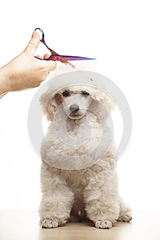 Image of dog hand scissors white background