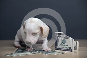 Image of dog money dark background