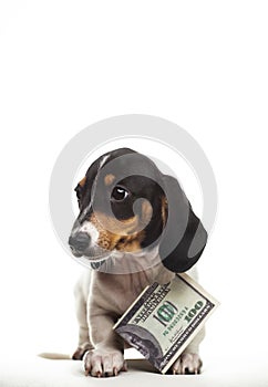 Image of dog money white background