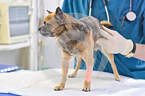 Image of dog on the operating table and doctor in a veterinary clinic. Animal clinic. Pet check up. Health care. photo