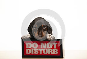 Image of dog portrait do not disturb text white background studio