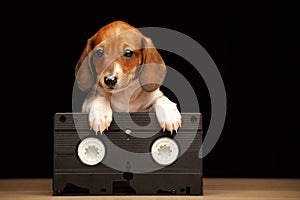 Image of dog vhs tape dark background