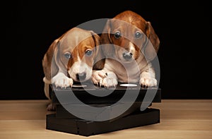 Image of dog vhs tape dark background