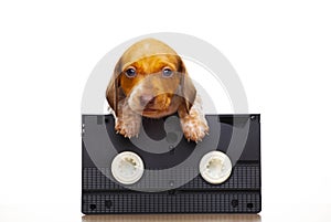 Image of dog vhs tape white background