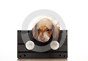 Image of dog vhs tape white background