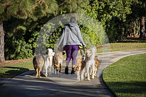 Image of dog walker with nine dogs including a Yorkie,German Shepard,labradoodle and a collie walking