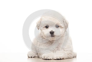 Image of dog white background