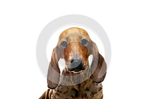 Image of dog white background