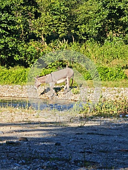 Image of donkey going for a drink