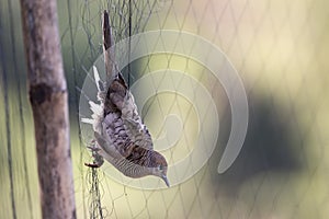 Image of dove is attached to the net. Animals