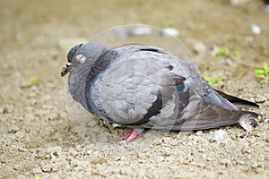 Image of dove standing on the ground.