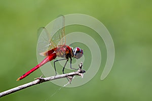 Image of a dragonfly Macrodiplax cora on nature background.