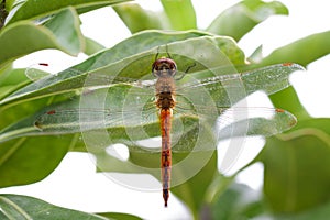 Image of dragonfly neurothemis intermedia atalanta.