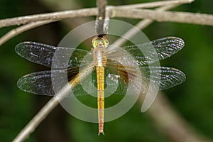 Image of dragonfly neurothemis intermedia atalantafemale.
