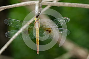 Image of dragonfly neurothemis intermedia atalantafemale.