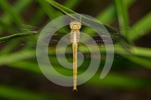 Image of dragonfly neurothemis intermedia atalantafemale