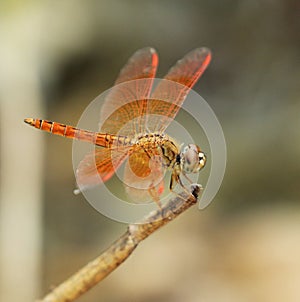 Image of dragonfly perched on a tree branch