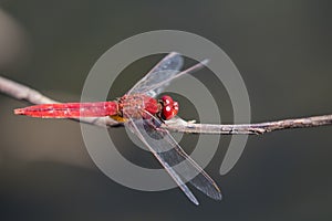 Image of dragonfly perched on a tree branch.