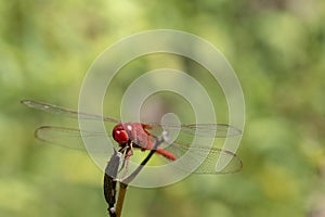 Image of dragonfly red perched on the grass top in the nature