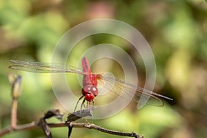 Image of dragonfly red perched on the grass top in the nature