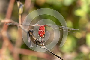 Image of dragonfly red perched on the grass top in the nature