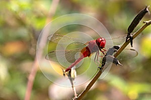 Image of dragonfly red perched on the grass top in the nature