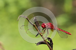 Image of dragonfly red perched on the grass top in the nature