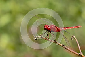 Image of dragonfly red perched on the grass top in the nature