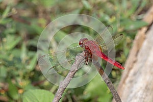Image of dragonfly red perched on the grass top in the nature