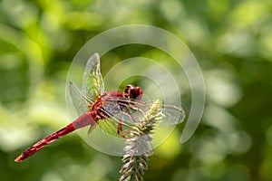 Image of dragonfly red perched on the grass top in the nature