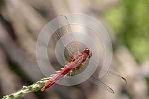 Image of dragonfly red perched on the grass top in the nature