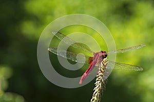 Image of dragonfly red perched on the grass top in the nature