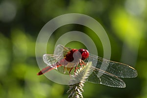 Image of dragonfly red perched on the grass top in the nature