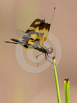 Image of a dragonfly Rhyothemis variegata. photo