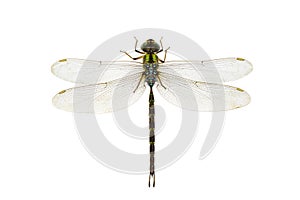 Image of dragonfly on a white background. Transparent wings insect. Insect. Animal