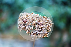 Image of dried flower close-up