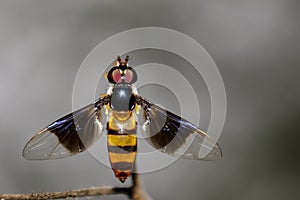 Image of a drosophila melanogaster on a branch. Insect Animal