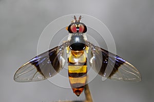 Image of a drosophila melanogaster on a branch. Insect Animal