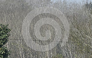 This is an image of dry forest
