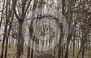 This is an image of dry forest in india .