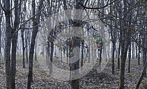 This is an image of dry forest in rural india