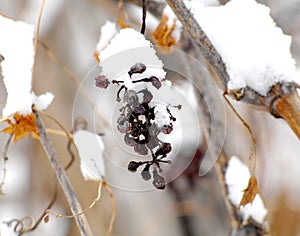 Image of a dry grape bunch in january under the snow