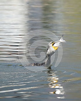 an image of the duck catching a fish out of the water