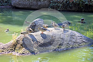 Image of a duck floating in a park reservoir.