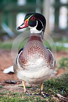 Duck in the foreground where you can see the details of its plumage photo