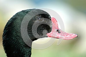 Duck head in closeup with unfocused background photo