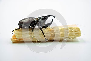 Image of Dynastinae Rhinoceros Beetle, Horn Beetle, kabutomushi Hanging Eating Sugar Cane Isolate on white Background. Insect. Ani