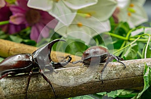 Image of Dynastinae Rhinoceros Beetle, Horn Beetle, kabutomushi Hanging Eating Sugar Cane Isolate on white Background. Insect. Ani